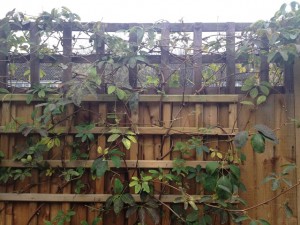 sad choco vine